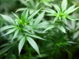 Medical marijuana