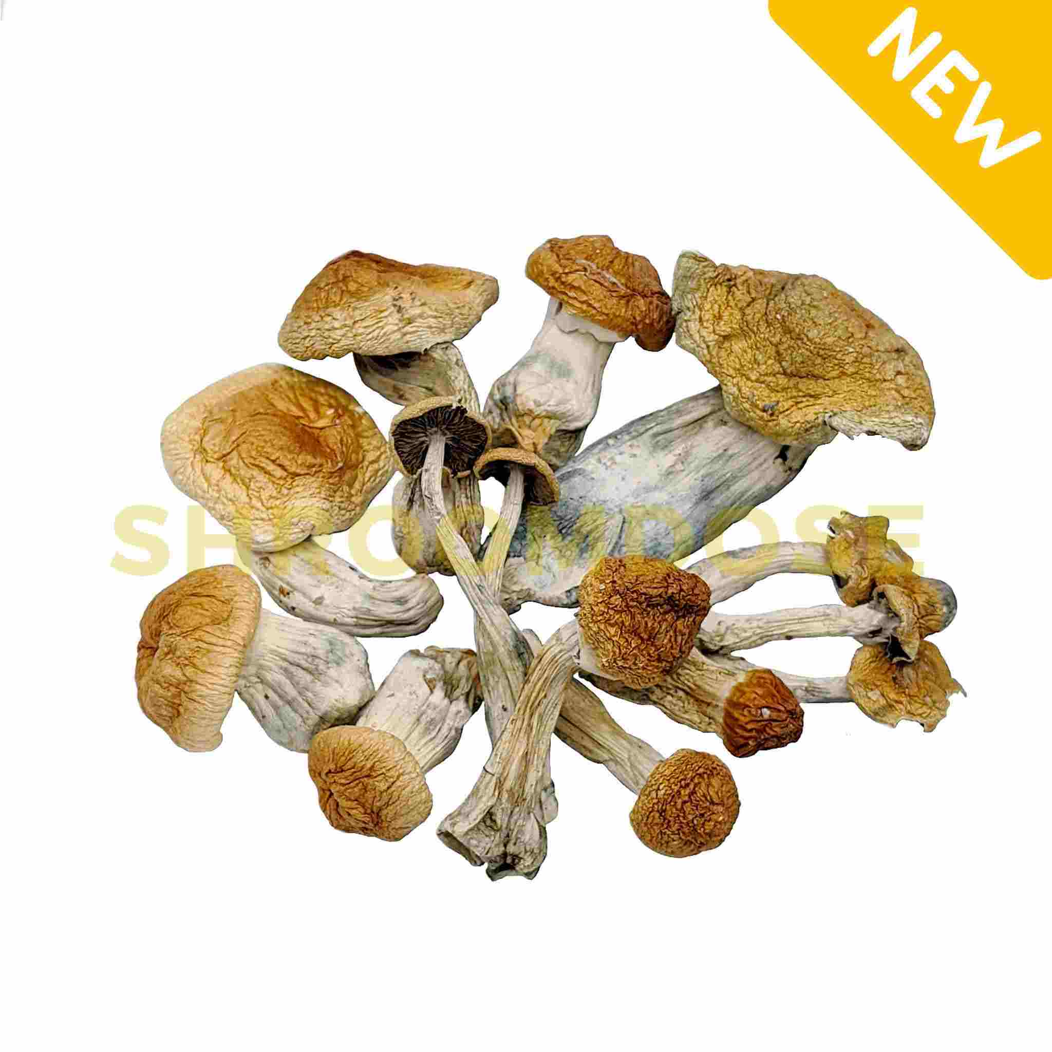 Golden Teacher mushrooms