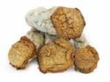 Golden Teacher mushrooms