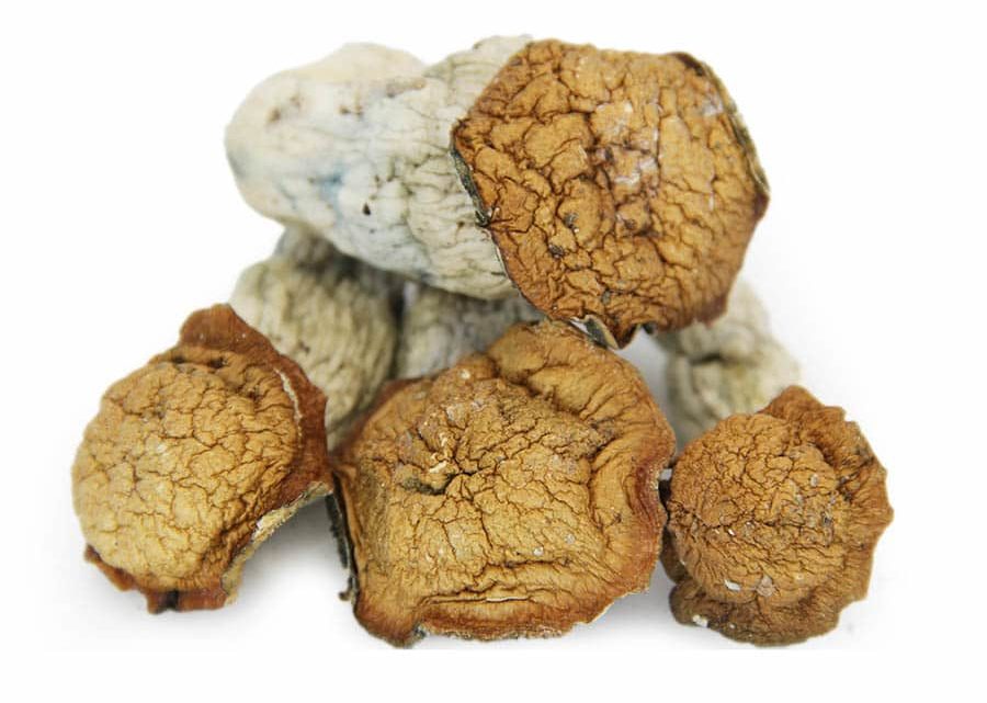 What Are the Things to Know About Golden Teacher Mushrooms?