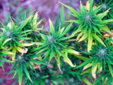 cannabis training