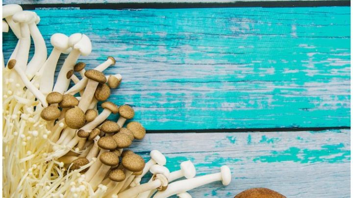 A Taste Of Magic: The Mysterious Blue Meanies Mushroom