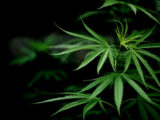 medical marijuana card virginia