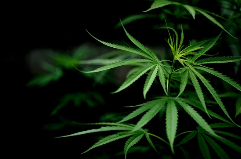 Understanding Your Rights With A Medical Marijuana Card