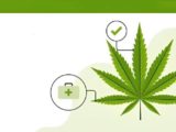 cannabis card Naples