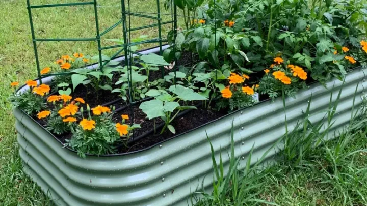 Transform Your Garden Into An Oasis with Galvanized Raised Bed Planters