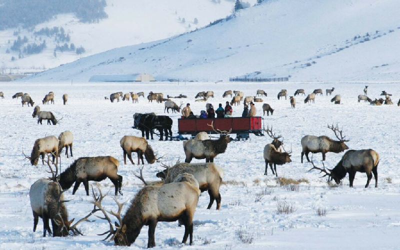 Things to Do in Jackson WY