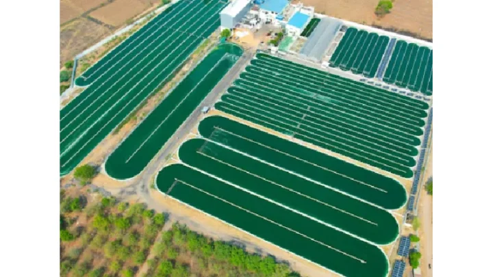 Spirulina Farming Solution: Enhance Efficiency and Profits Today