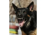 Animal behavior expert witness