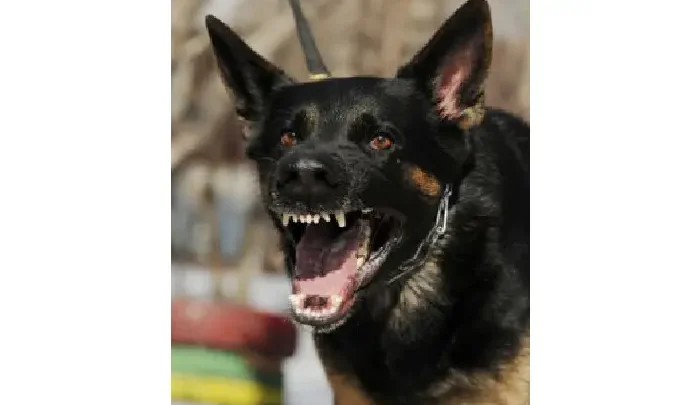 How An Animal Behavior Expert Witness Can Provide Testimony In Court?