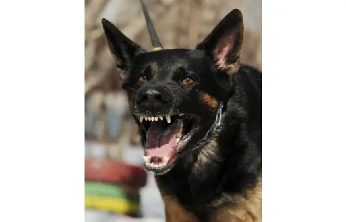 How An Animal Behavior Expert Witness Can Provide Testimony In Court?