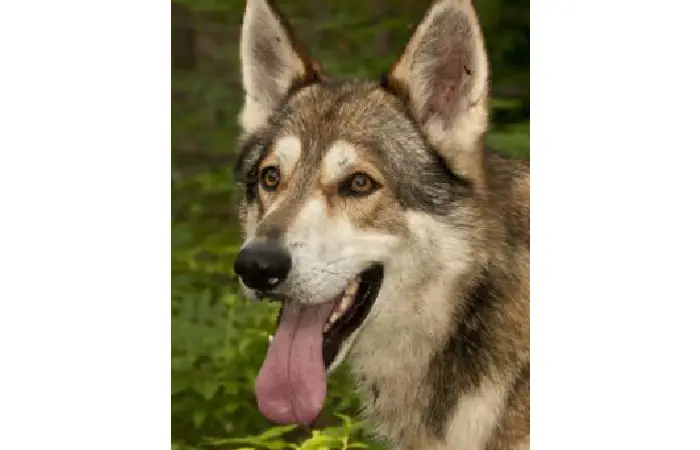 Animal behavior expert witness