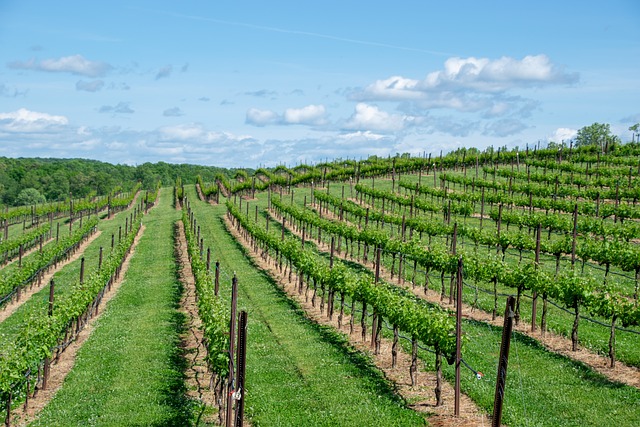 Planning a Luxury Vineyard Visit in Napa Valley: A Complete Guide for Wine Lovers